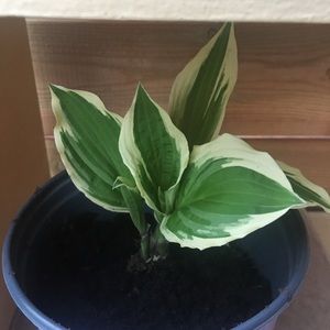 Meet your Posher, Gabrielle